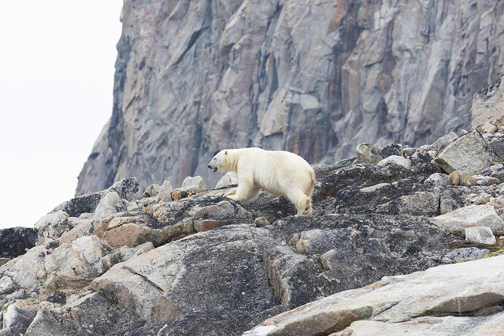 Where Do Polar Bears Go in the Summer?